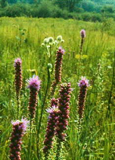 Liatris s0140